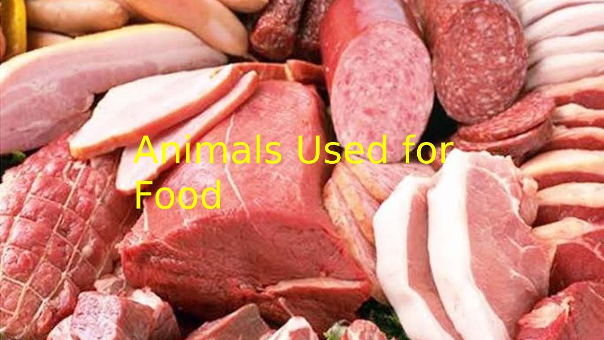 Edible Animals  Used for Food