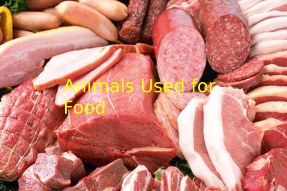 Animals Used for Food
