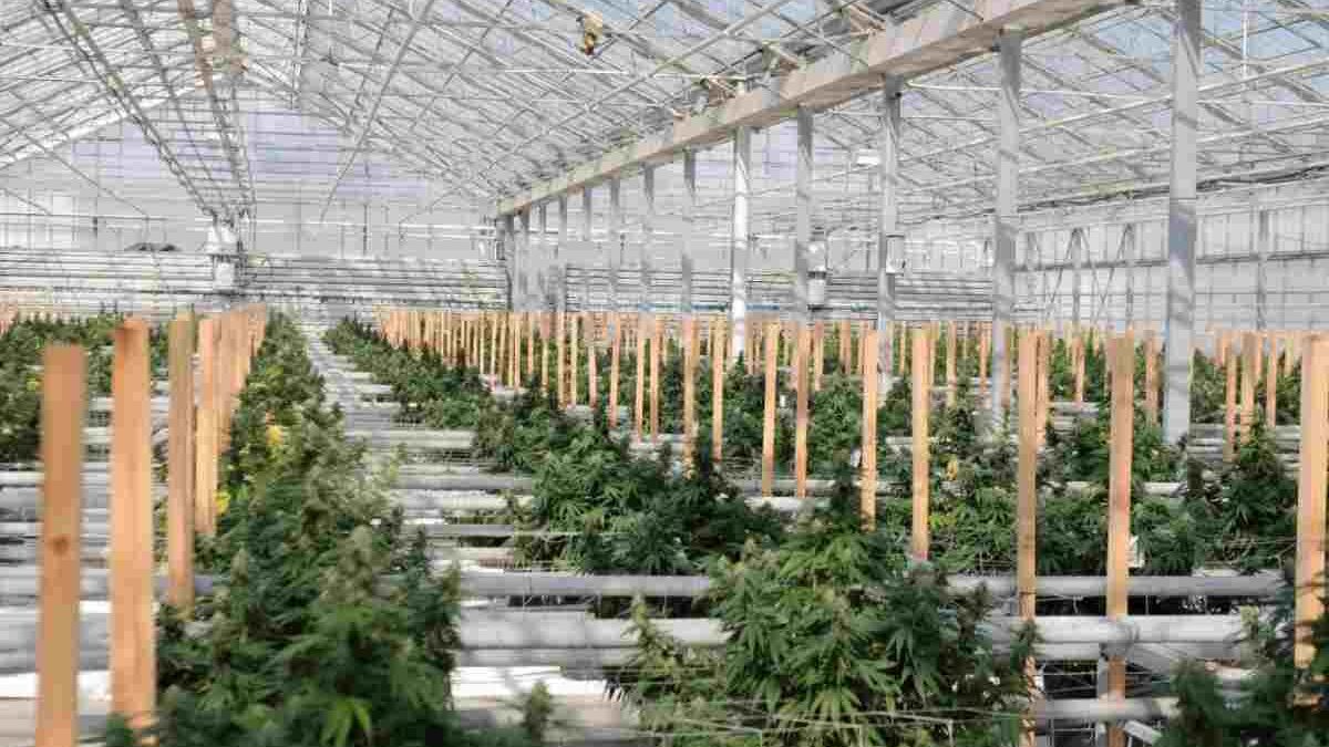 Wholesale CBD Flower: Buyer’s Guide