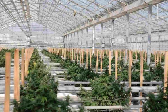 wholesale cbd flower