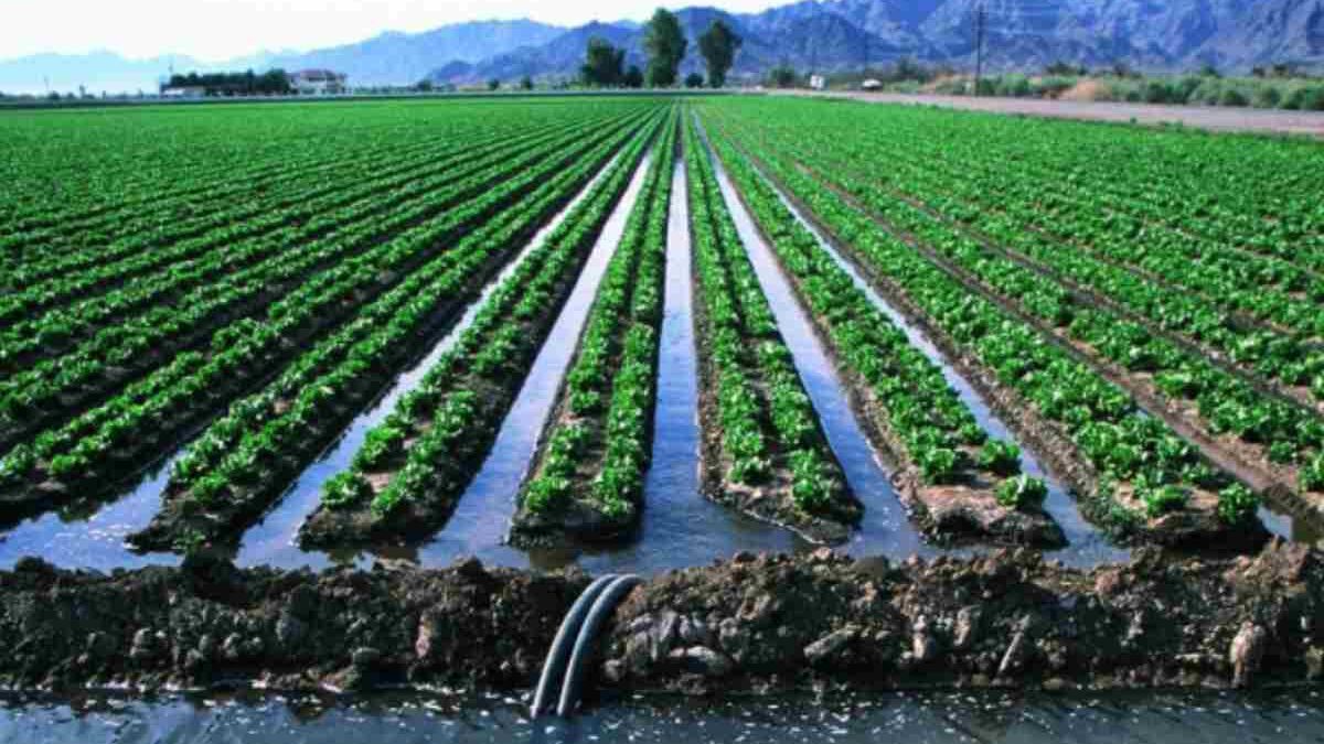 Water Management on an Acreage: Effective Strategies for Irrigation and Drainage
