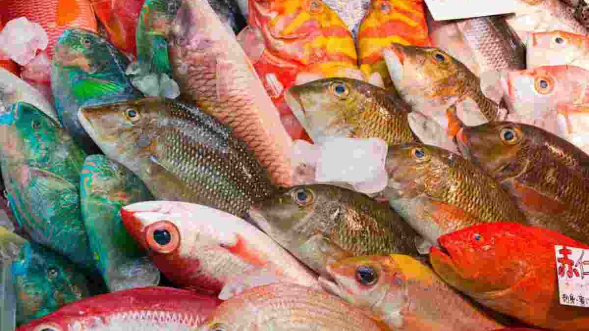 Sustainable Seafood: Understanding and Promoting Responsible Consumption