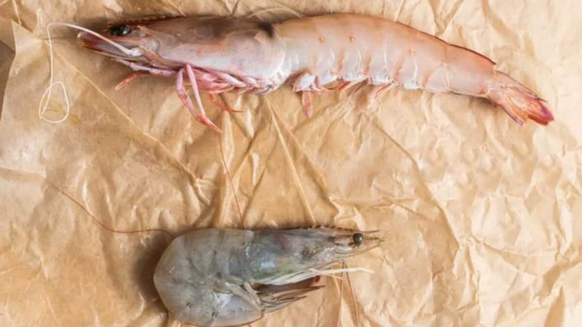 Edible Animals  Used for Food