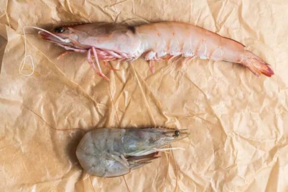 edible animals